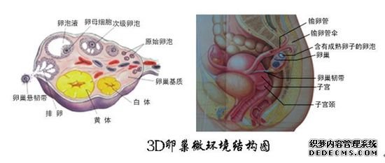 华博医院试点3D孕育微环境技术 卵巢囊肿治愈率成倍增长