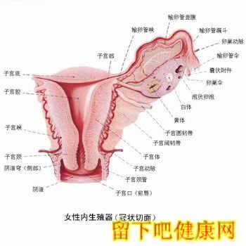 女性子宫图解