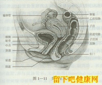 女性生殖系统的组成