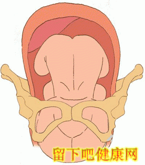 胎儿如何经过产道？