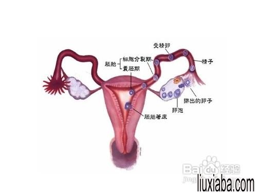 输卵管堵塞如何检查