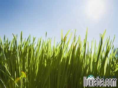 阳光能杀死生殖器疱疹病毒吗