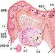 导致卵巢囊肿形成的机制_疾病咨询
